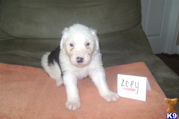 Old English Sheepdog puppy for sale